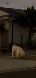 Found/Stray Unknown Dog last seen Mayport ave and Rexton st in Norwalk CA, Norwalk, CA 90650