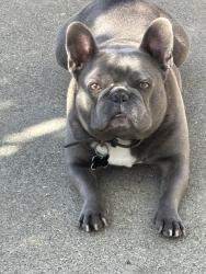 Reunited Male Dog last seen Munich and Cordova, San Francisco, CA 94112
