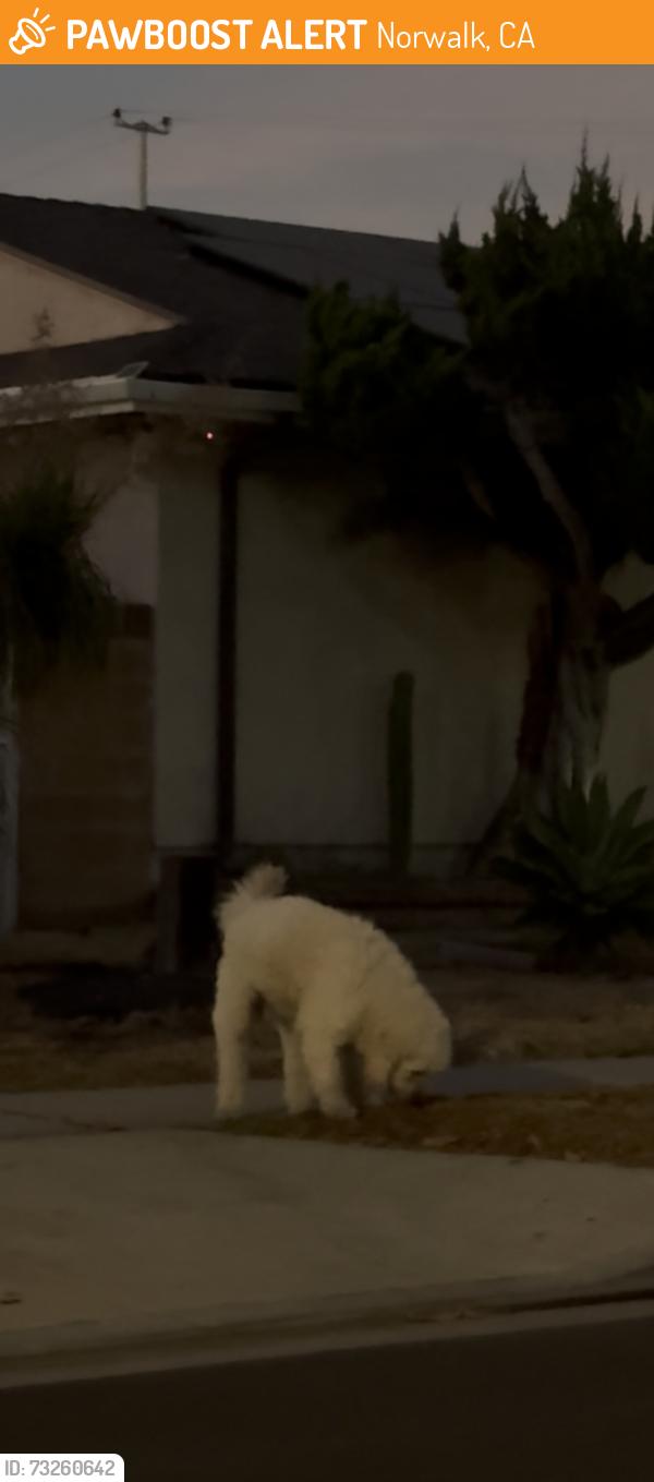 Found/Stray Unknown Dog last seen Mayport ave and Rexton st in Norwalk CA, Norwalk, CA 90650
