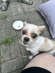 Found/Stray Unknown Dog last seen 19th and Quincy Streeet Northeast, Minneapolis, MN 55418