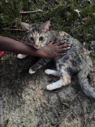 Found/Stray Male Cat last seen Krause rd and statute st, Chesterfield, VA 23832