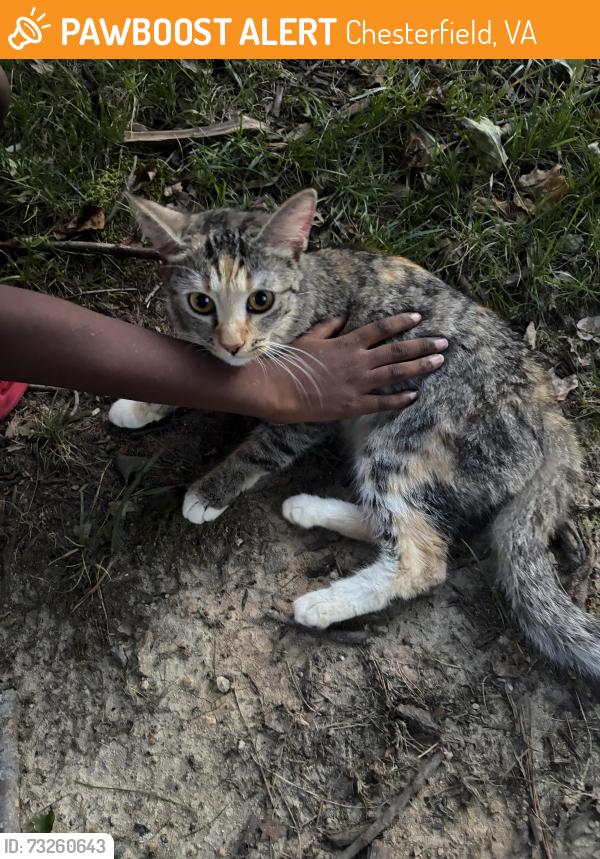 Found/Stray Male Cat last seen Krause rd and statute st, Chesterfield, VA 23832