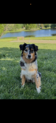 Reunited Female Dog last seen Curie and Mountford, San Jose, CA 95123