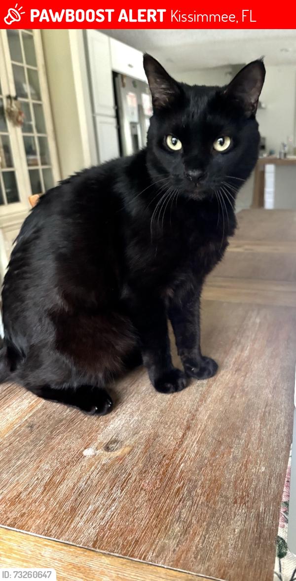 Lost Male Cat last seen Grandview Blvd and Das Ct., Kissimmee, FL 34744