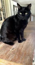 Lost Male Cat last seen Grandview Blvd and Das Ct., Kissimmee, FL 34744