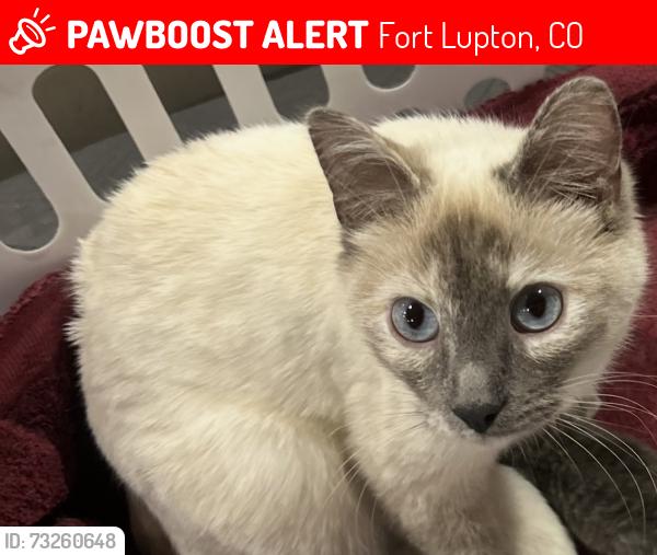 Lost Female Cat last seen County Road 14 and 37, Weld County, CO 80621