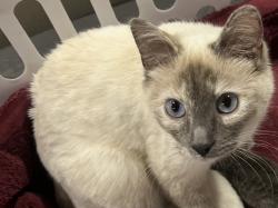 Lost Female Cat last seen County Road 14 and 37, Weld County, CO 80621