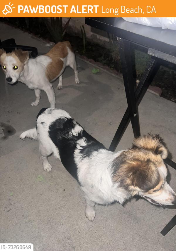 Found/Stray Unknown Dog last seen Spaulding and dawson, Long Beach, CA 90804