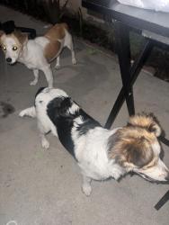 Found/Stray Unknown Dog last seen Spaulding and dawson, Long Beach, CA 90804