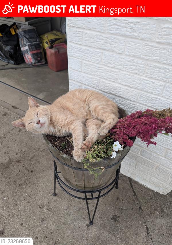 Lost Male Cat last seen Boone dam kingsport Tennessee, Kingsport, TN 37663