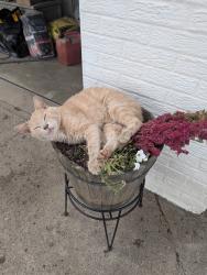 Lost Male Cat last seen Boone dam kingsport Tennessee, Kingsport, TN 37663