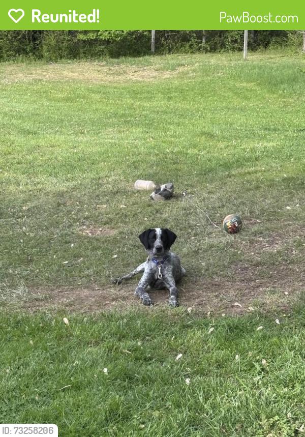 Reunited Male Dog last seen Rober e lee drive, Spotsylvania Courthouse, VA 22551