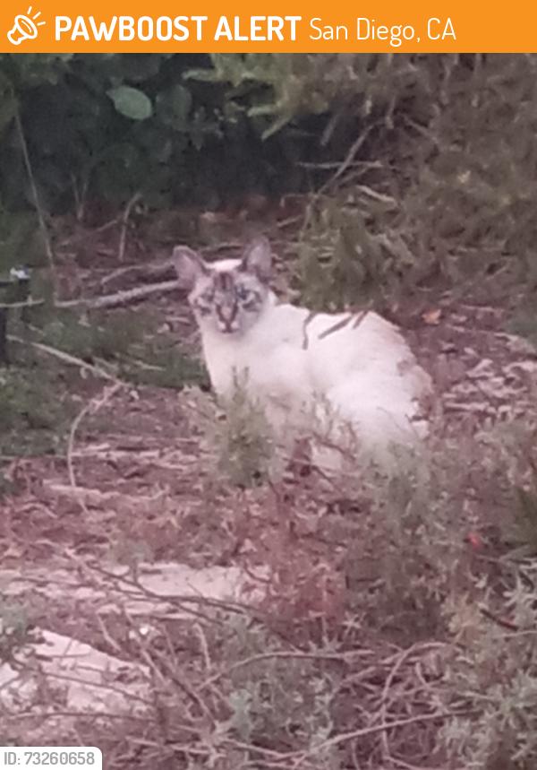 Found/Stray Unknown Cat last seen Huggins St., San Diego, 92122, San Diego, CA 92122