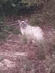 Found/Stray Unknown Cat last seen Huggins St., San Diego, 92122, San Diego, CA 92122