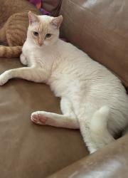 Lost Male Cat last seen KZ Rd, Houston, TX 77433