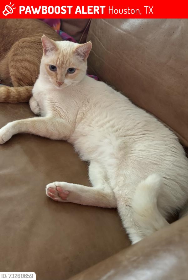 Lost Male Cat last seen KZ Rd, Houston, TX 77433