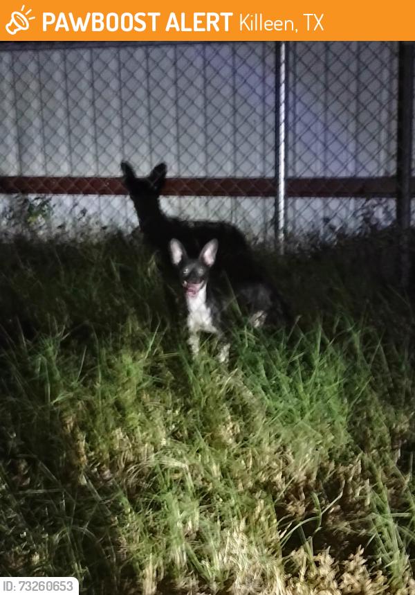Found/Stray Unknown Dog last seen Sherman Dr., Killeen, TX 76543