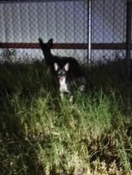 Found/Stray Unknown Dog last seen Sherman Dr., Killeen, TX 76543