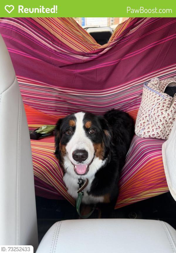 Reunited Female Dog last seen General's Highway, Crownsville, MD 21032