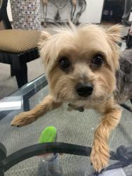 Lost Female Dog last seen Near Towerwood farmers branch, Dallas, TX 75234