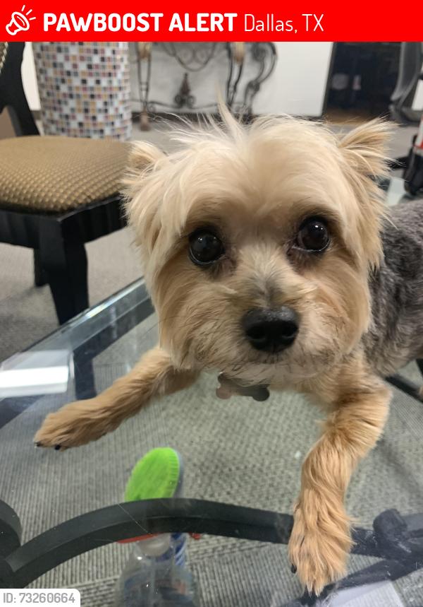 Lost Female Dog last seen Near Towerwood farmers branch, Dallas, TX 75234