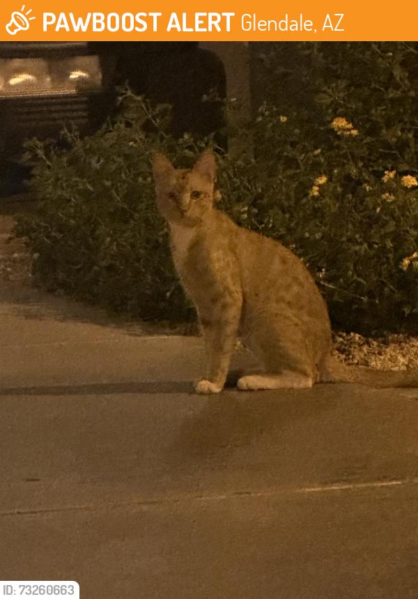 Found/Stray Male Cat last seen Midwestern University, Glendale, AZ 85308
