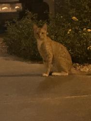 Found/Stray Male Cat last seen Midwestern University, Glendale, AZ 85308