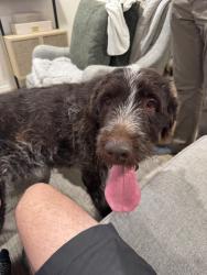 Found/Stray Male Dog last seen Freya and Palouse hwy, Spokane, WA 99223