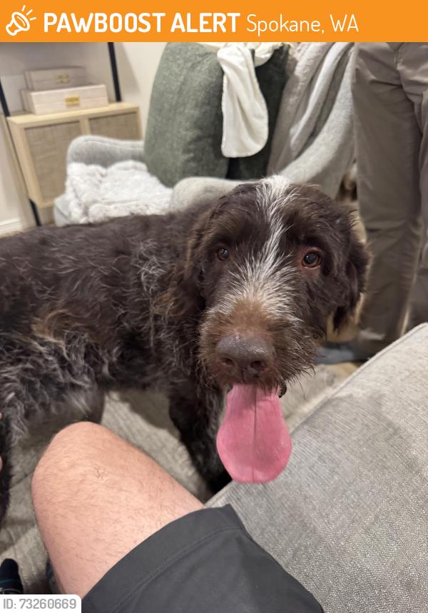 Found/Stray Male Dog last seen Freya and Palouse hwy, Spokane, WA 99223