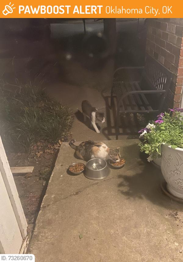 Found/Stray Unknown Cat last seen Hefner and western, Oklahoma City, OK 73114