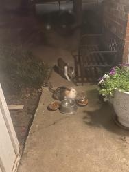 Found/Stray Unknown Cat last seen Hefner and western, Oklahoma City, OK 73114