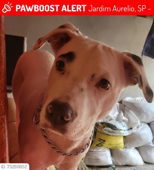 Lost Male Dog last seen Rua Henrique Wasserman, próxima a Av. Carlos Lacerda., Jardim Aurelio, SP 05857-195