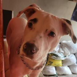 Lost Male Dog last seen Rua Henrique Wasserman, próxima a Av. Carlos Lacerda., Jardim Aurelio, SP 05857-195