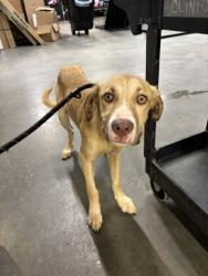 Shelter Stray Male Dog last seen Near Delevan St NW, Atlanta,, 1251 Fulton Industrial Blvd NW, Atlanta, GA 30336, USA