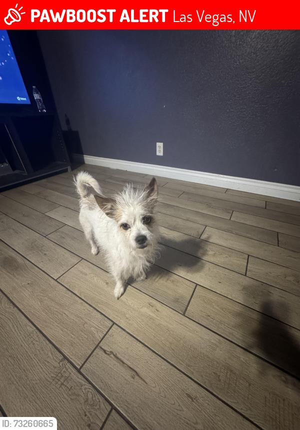 Lost Male Dog last seen Near Shawnee ave, Las Vegas, NV 89107