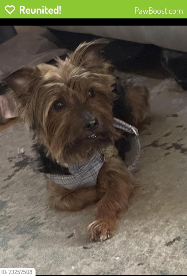 Reunited Male Dog last seen North Pearl Street Clayton New Jery, Clayton, NJ 08312