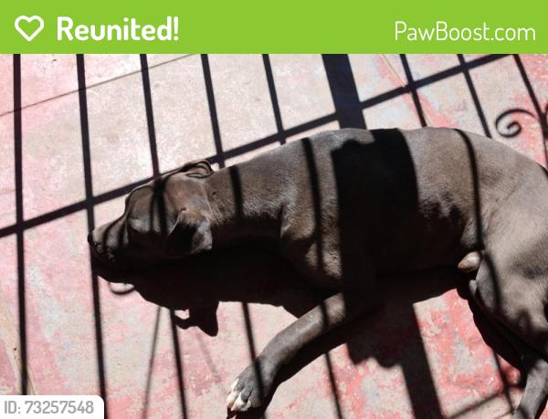 Reunited Male Dog last seen Near, El Paso, TX 79903