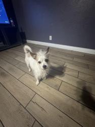 Lost Male Dog last seen Mallard / Alta, Las Vegas, NV 89107