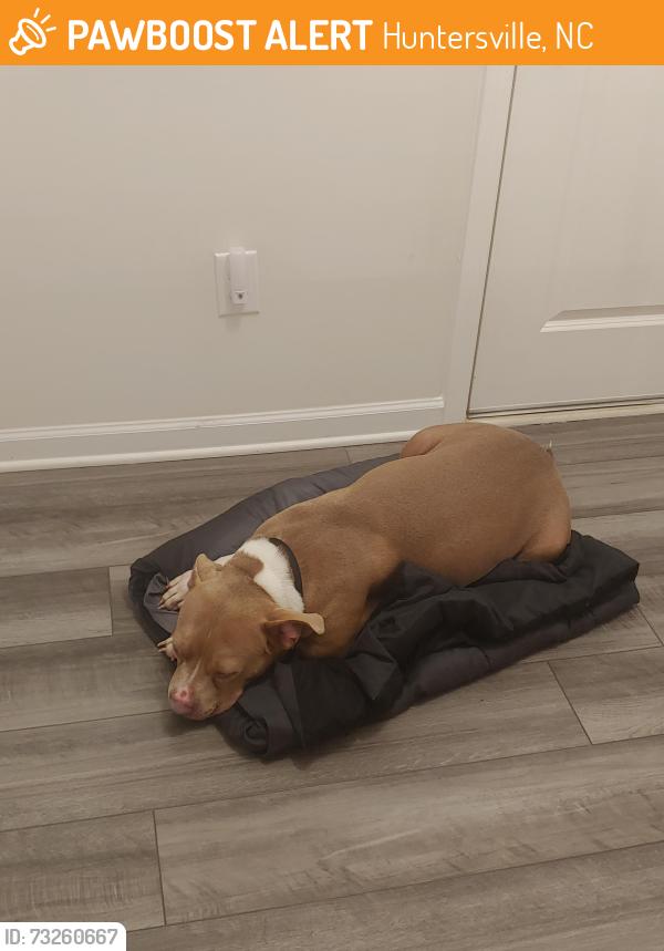 Found/Stray Female Dog last seen Was found in the road running around, very friendly, Huntersville, NC 28078