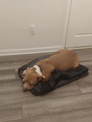 Found/Stray Female Dog last seen Was found in the road running around, very friendly, Huntersville, NC 28078