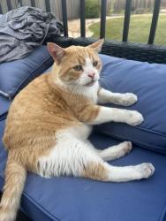 Found/Stray Male Cat last seen Ancaster Gate, Winnipeg, MB 