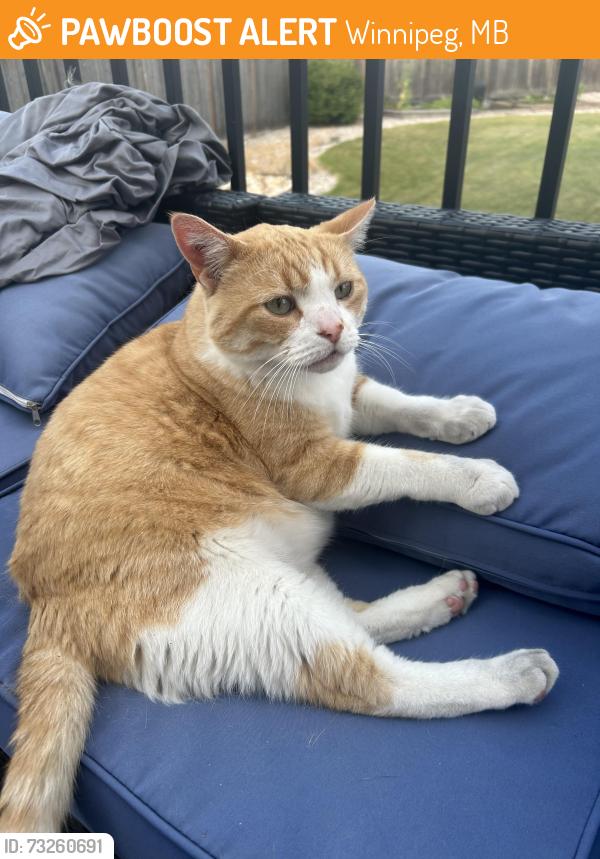 Found/Stray Male Cat last seen Ancaster Gate, Winnipeg, MB 