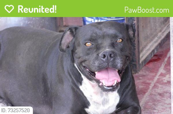 Reunited Female Dog last seen Near, El Paso, TX 79903