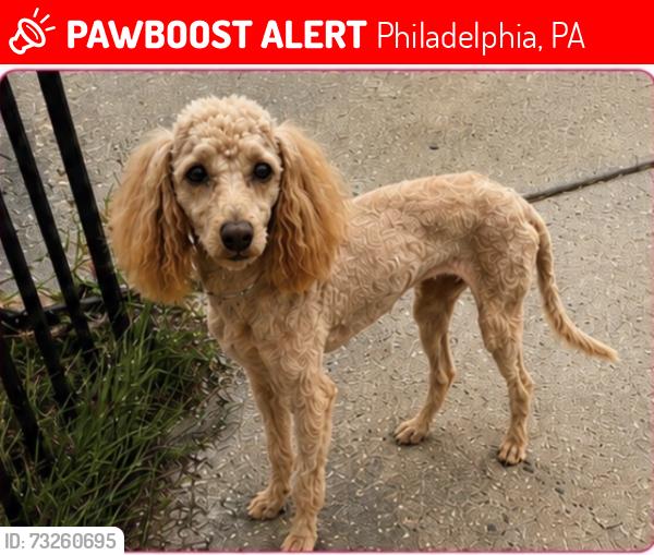 Lost Female Dog last seen Near Marylyn rd/ 75th & Haverford ave, Philadelphia, PA 19151