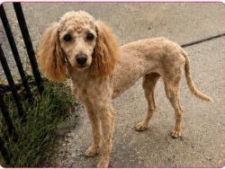 Lost Female Dog last seen Near Marylyn rd/ 75th & Haverford ave, Philadelphia, PA 19151