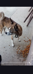 Lost Male Dog last seen West side fresno 93706, Fresno, CA 93706