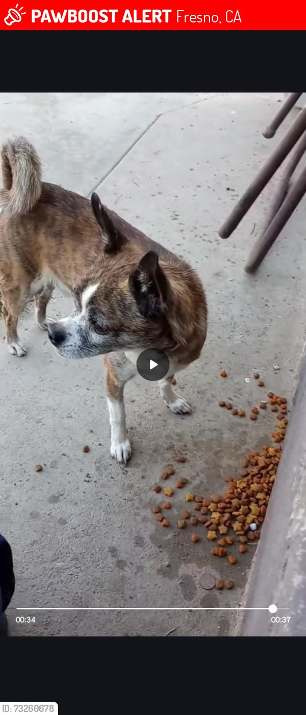 Lost Male Dog last seen West side fresno 93706, Fresno, CA 93706