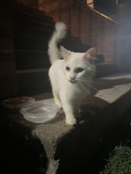 Found/Stray Unknown Cat last seen Renew 3908 apmt Complex, Cincinnati, OH 45245