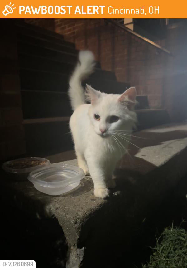 Found/Stray Unknown Cat last seen Renew 3908 apmt Complex, Cincinnati, OH 45245