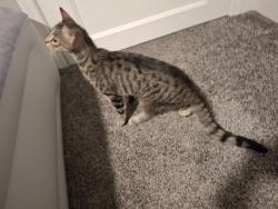 Found/Stray Female Cat last seen Apt 21, Newberry, FL 32669